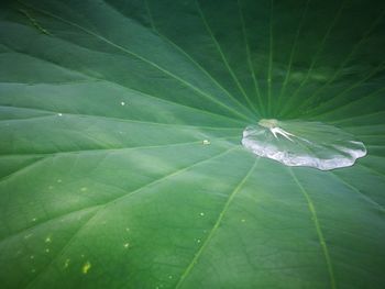 Close-up of spider on web