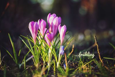 Close-up of pink flowers blooming outdoors