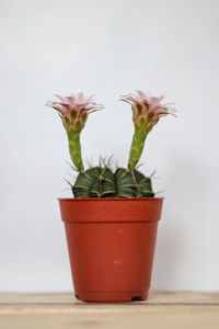 Close-up of potted plant on table