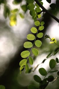 Close-up of green leaves on plant