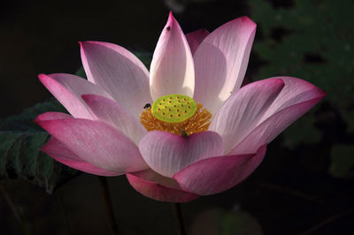 Close-up of pink flower blooming outdoors