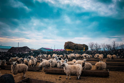 Panoramic shot of sheep on field against sky