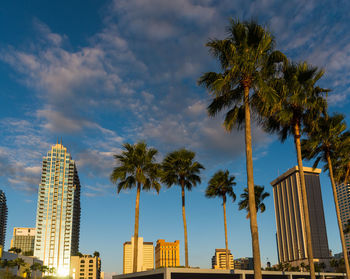 Low angle view of palm trees and modern buildings