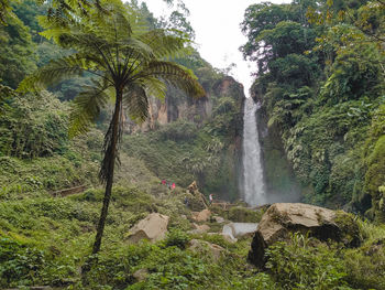 Scenic view of waterfall in forest