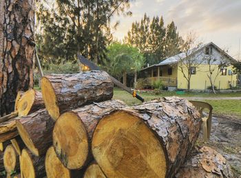 Stack of logs against trees