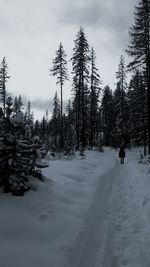 Scenic view of trees on snow covered landscape