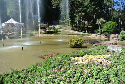 Plants and trees by water