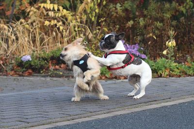 Dogs playing on footpath