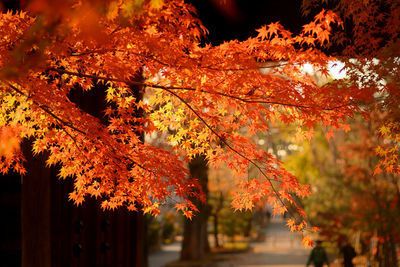 Close-up of maple leaves on tree during autumn