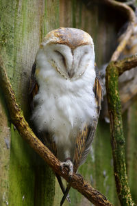 Close-up of owl perching on branch