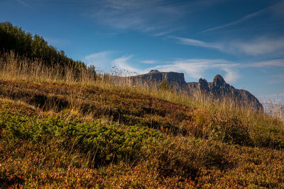 Plants growing on land against sky