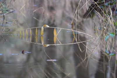 Close-up of ducks in lake