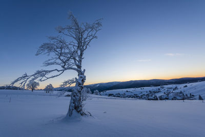 Bare tree on snow covered land against sky