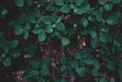 High angle view of plant growing on field