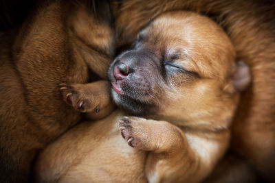 Newborn brown puppy close-up over fur