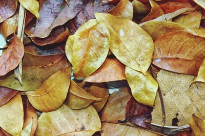 Full frame shot of dried autumn leaves