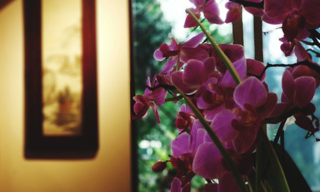 CLOSE-UP OF FLOWERS BLOOMING