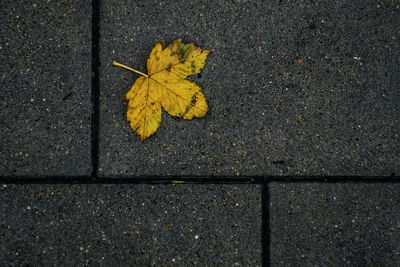 High angle view of yellow maple leaf on sidewalk