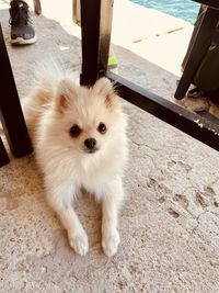 pet