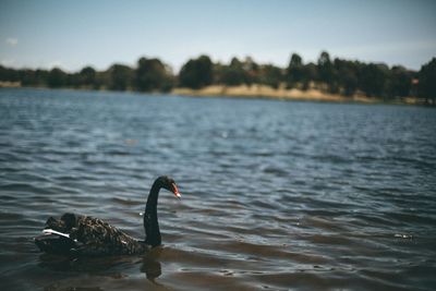 Close-up of swan swimming on lake