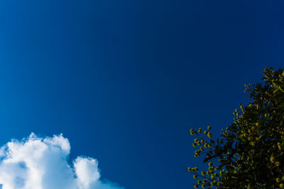 Low angle view of trees against blue sky