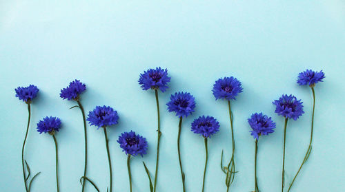 Close-up of purple flowers against white background