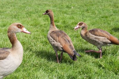 Ducks on grassy field