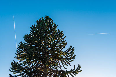 Low angle view of tree against clear blue sky