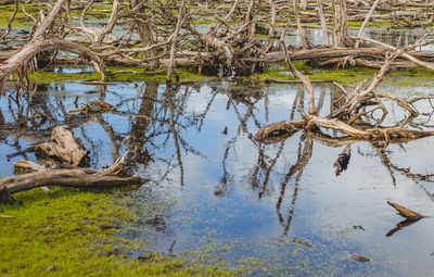 Reflection of tree in lake