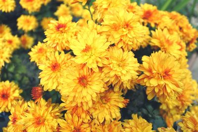 Close-up of orange flowering plant