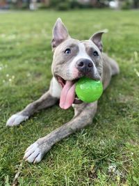 Close-up of a dog on field