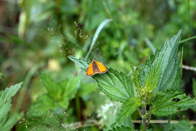 Close-up of butterfly on leaf