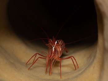 Lysmata pederseni, the peppermint shrimp