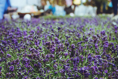 Many lavender in pots in flower shop. fresh lavender 