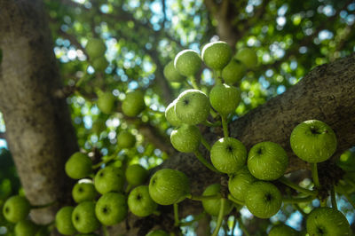 Close-up of fruits growing on tree