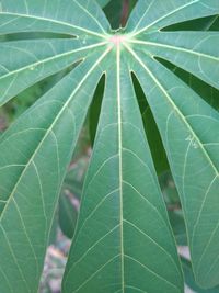 Full frame shot of leaves