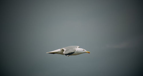 Flying seagull 