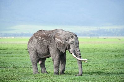 Elephant in a field