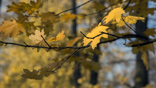 Close-up of autumnal leaves against blurred background