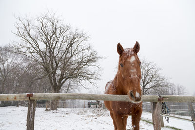 Horse in winter