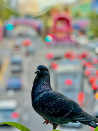 Close-up of bird