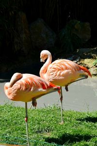 Birds in water