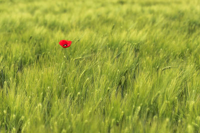 Plants growing on grassy field