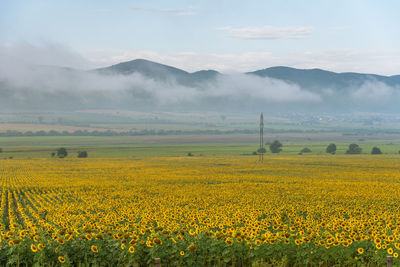 Sunflower field at sunrise in summer.