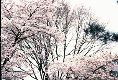 Low angle view of tree against sky