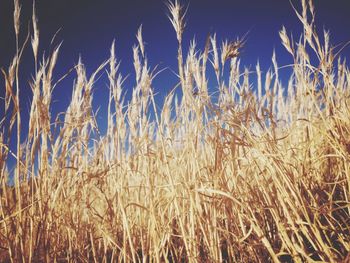 View of wheat field