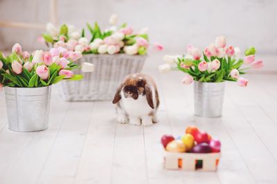 Rabbit sitting by tulips in container