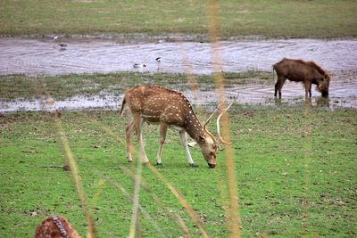 Horses grazing in a field