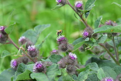 Close-up of bee pollinating on purple flower