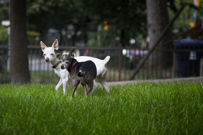 Dog running in field